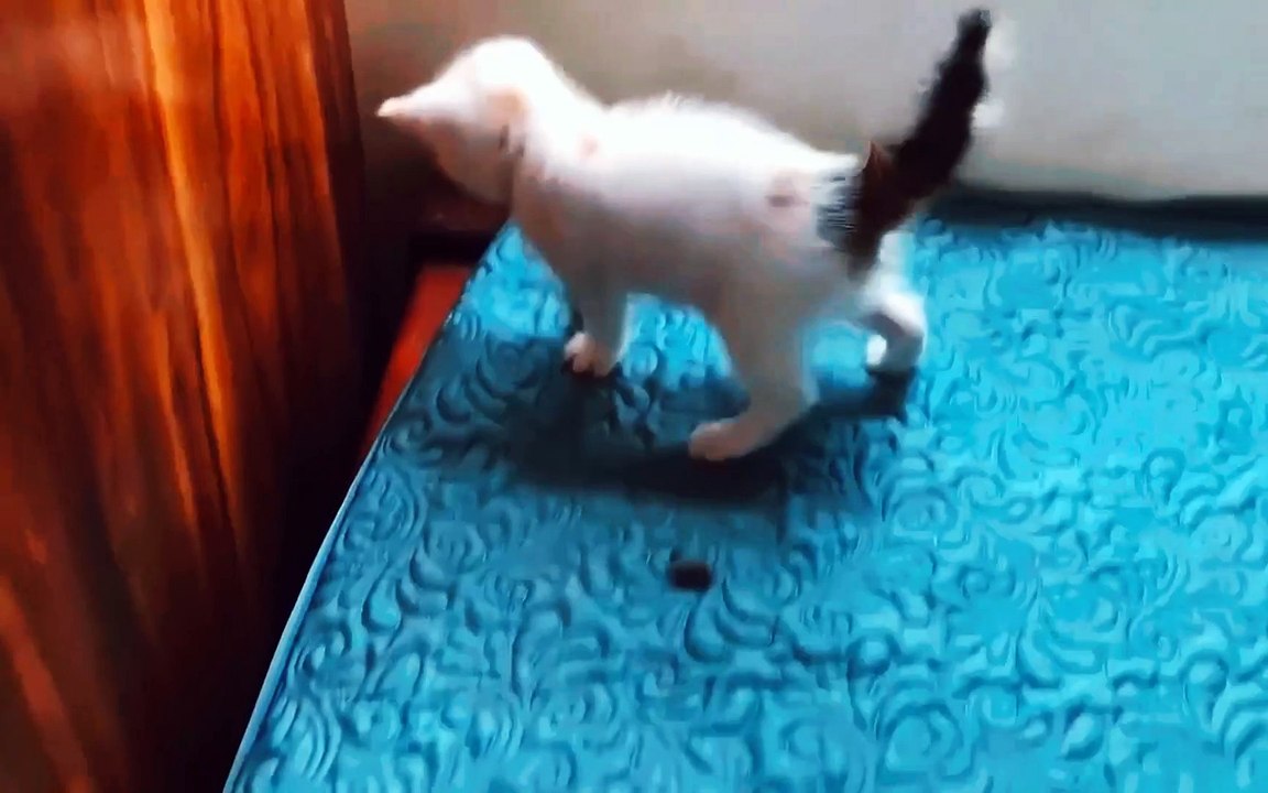 My cats video