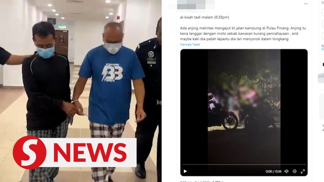 Duo claim trial to animal cruelty charge in dog bludgeoning incident