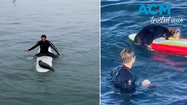 Stealing surfboards and taking bites, it's all in a day in the surf