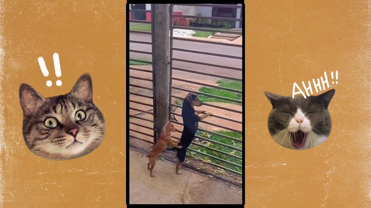 Funny Cats Gone Wild: Prepare Yourself for Non-Stop Laughter!