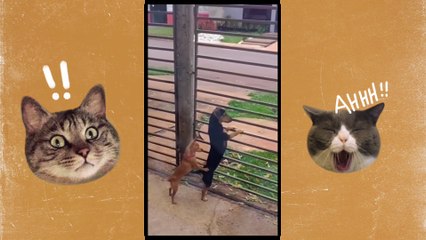 Funny Cats Gone Wild: Prepare Yourself for Non-Stop Laughter!