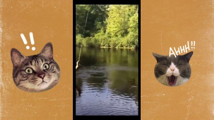 Meow Madness: The Funniest Cat Videos You'll Ever See!