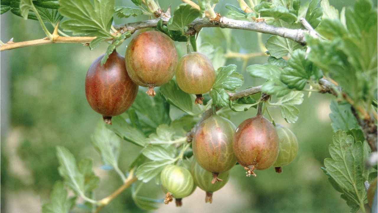 Stachelbeeren: nicht nur frisch ein genuss