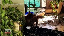 Orphaned Bear Cubs Reunite