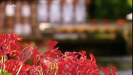 Rote Rosen 908