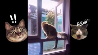 Cat Comedy Central: Hilarious Videos of the Wackiest Funny Cats