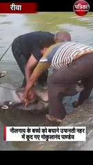 नीलगाय के बच्चे को बचाने उफनती नहर में कूद गए गोकुलानंद पाण्डेय