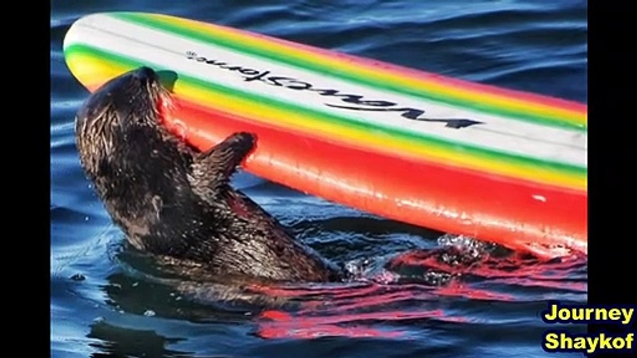 in California a very well-fed otter keeps all local surfers at bay