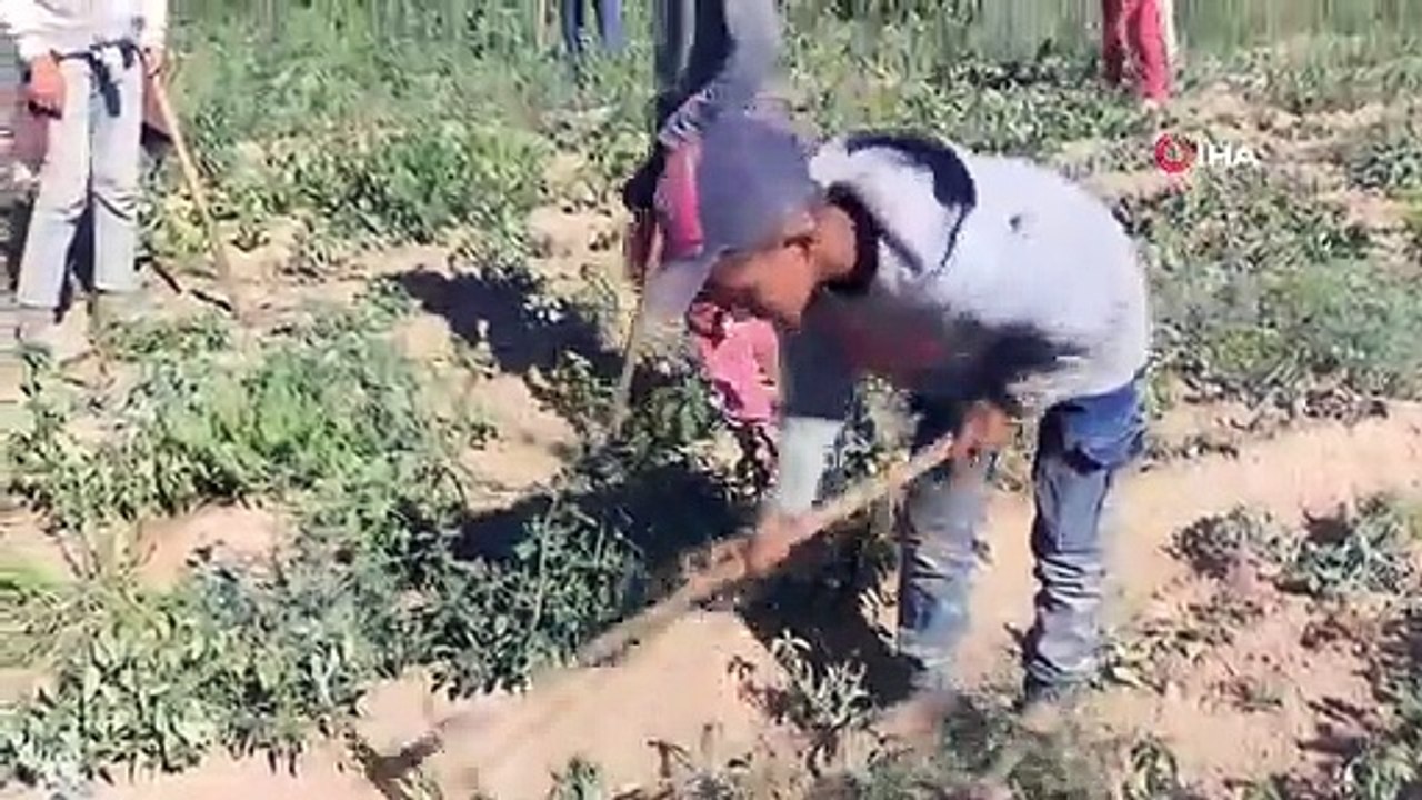 Mevsimlik işçilerin kavurucu sıcakta ekmek mücadelesi