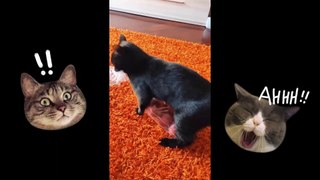 Cat Comedy Central: Hilarious Videos of the Wackiest Funny Cats And