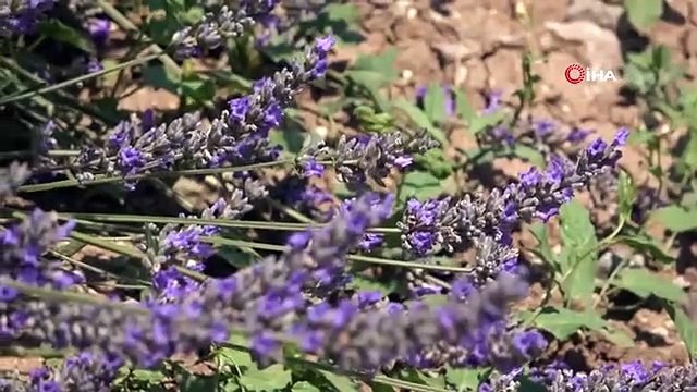 Süpürge mi dikiyorsun? diyenlere inat lavanta yetiştirdi