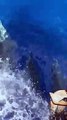 Spettacolo a Panarea: piroette e salti dei delfini davanti ai turisti