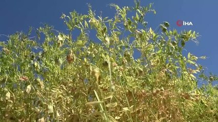 Yozgat'ta Yeşil Mercimek Hasadı Başladı