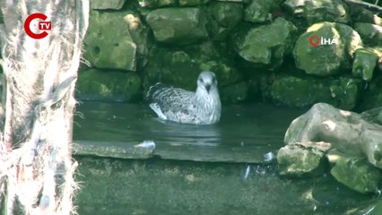 Hayvan rehabilitasyon merkezinde sıcaktan bunalan ayının havuz keyfi kamerada