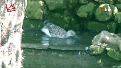 İstanbul'da sıcaklık arttı: Hayvanlar havuzlarda serinliyor