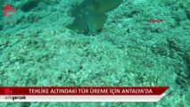 Nesli tehlike altındaki vatozlar, üreme için Antalya kıyılarında