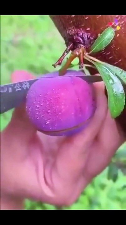 Fruit ki video