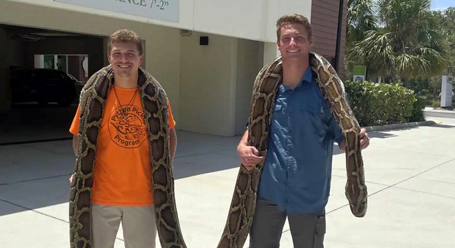 Capturan una pitón de 5,80 metros de largo, la más grande cazada hasta ahora en Florida