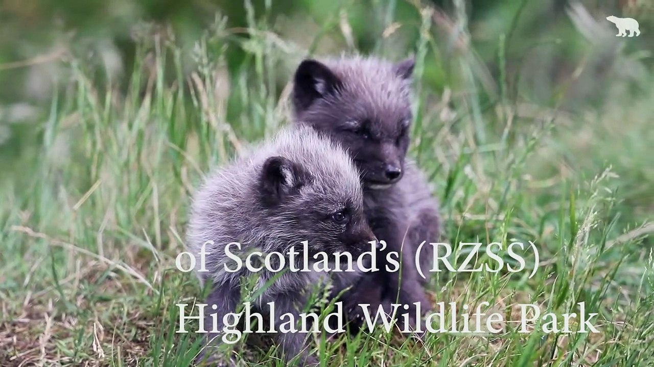 Five Arctic fox cubs