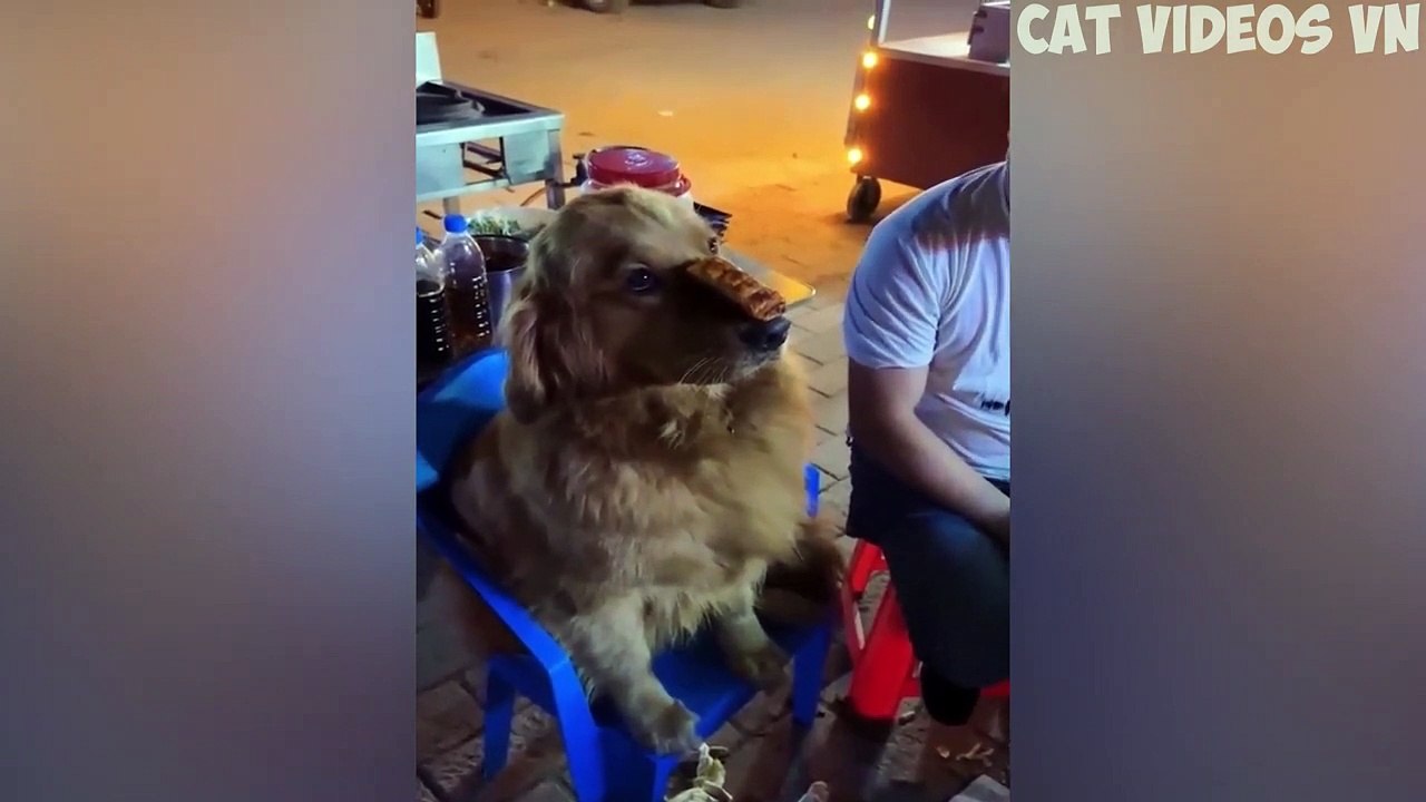 Cute Cats  and Funniest Dogs  Best Funniest Videos 2023  #86