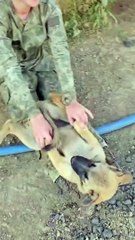 Uyusun da büyüsün ninni, Sivas kangalı olsun ninni 