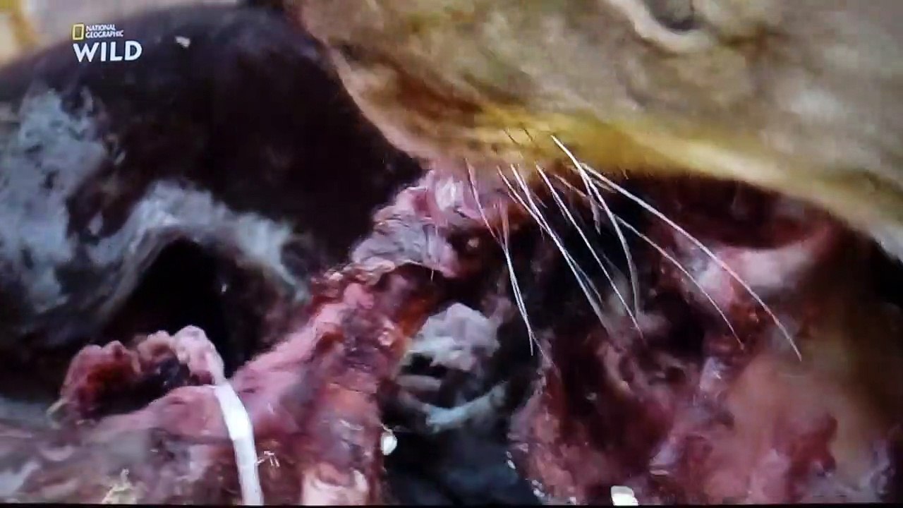 Lions du Desert documentaire animalier