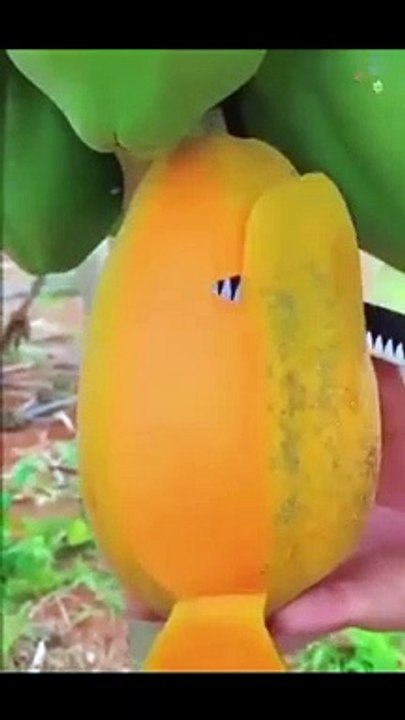 Papita