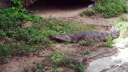 Crocodile Animals Videos