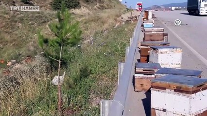 Arı yüklü kamyonetin devrilmesi sonucu arılar etrafa dağıldı
