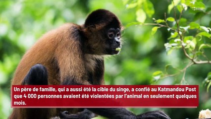 Un singe ivre a attaqué 4 000 personnes en l’espace de trois mois !