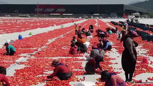 Torbalı Ovası'ndan 100 Ülkeye Kurutulmuş Domates İhracatı