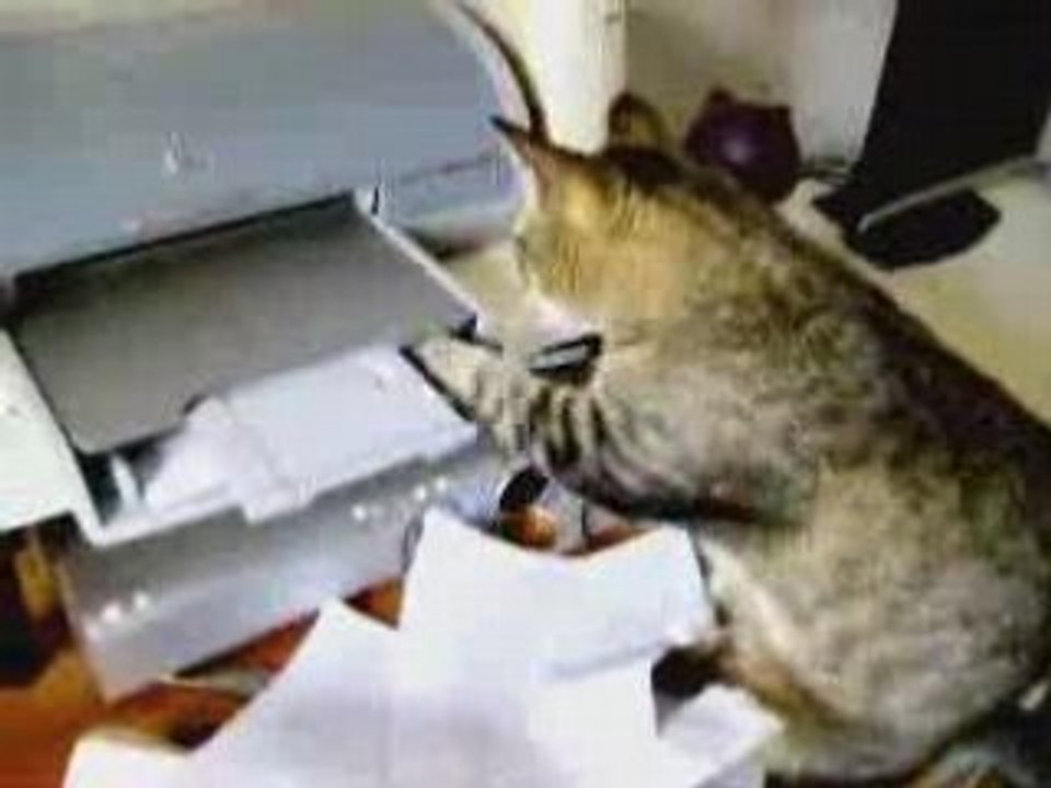 chat attaquant une imprimente