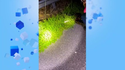 WATCH: Florida duo capture giant Burmese python in viral video