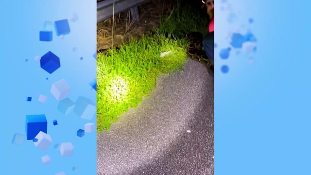 WATCH: Florida duo capture giant Burmese python in viral video