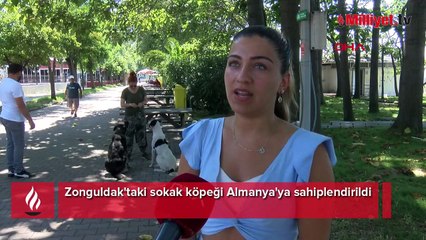 Zonguldak'taki sokak köpeği  Almanya'ya sahiplendirildi