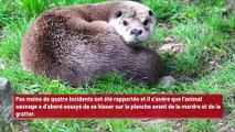 Une loutre sévit sur les plages de Californie en volant les planches des surfeurs