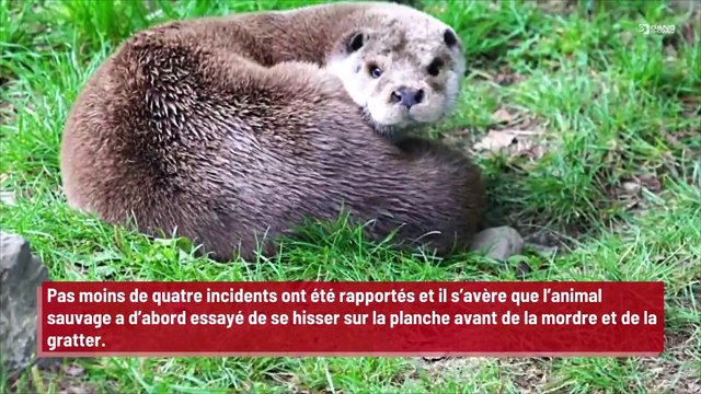 Une loutre sévit sur les plages de Californie en volant les planches des surfeurs