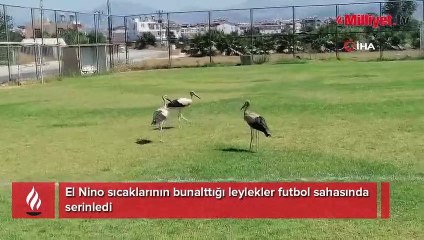 Leylekler futbol sahasında serinledi