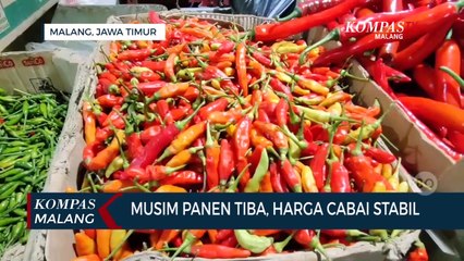 Musim Panen, Harga Cabai Stabil