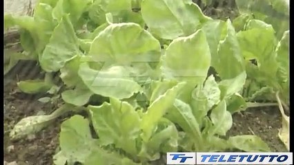 Video News - TEMPESTE DI VENTO E ACQUA