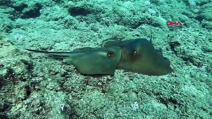 Antalya kıyılarında görüntülendiler: Çok ender bir durum