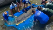 Injured manatees released back into wild after rehabilitation