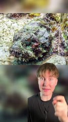 Ce poisson est plus dangereux que les méduses