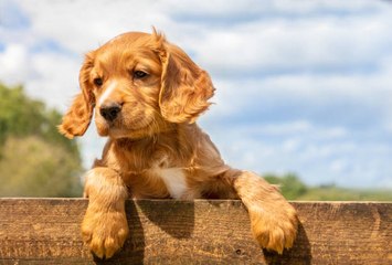 Trucos Para Que Tu Perro No Se Escape De Casa