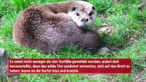 Otter stiehlt an kalifornischen Stränden Surfbretter