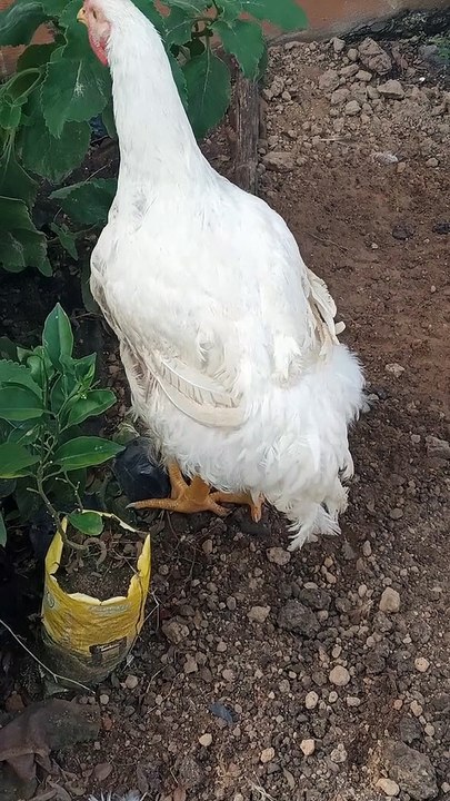 Muito  fofinho  esse  garoto 