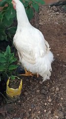 Esse  fofinho  também  é  muito arteiro 