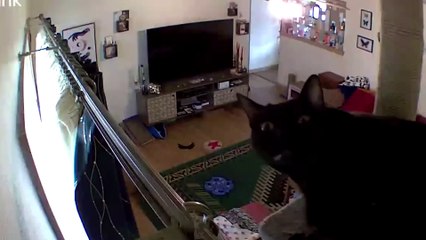 Funniest Animals Videos 2023  Try Not To Laugh Funny Dogs And Cats