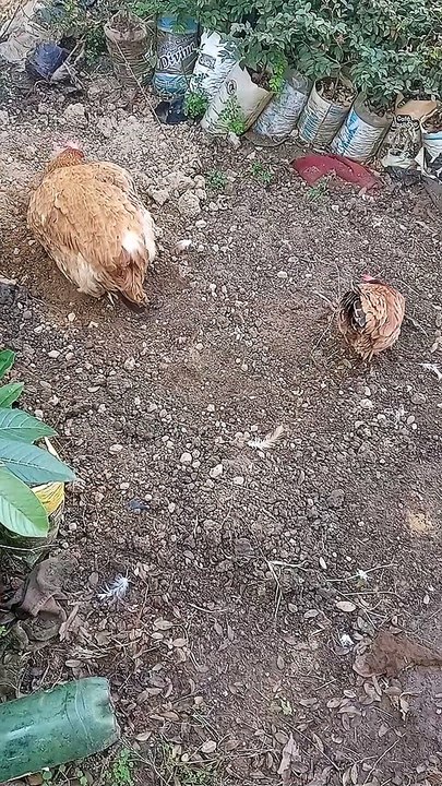 Que lindas , minhas fofuras 