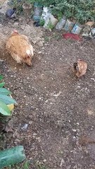 Que lindas , minhas fofuras 